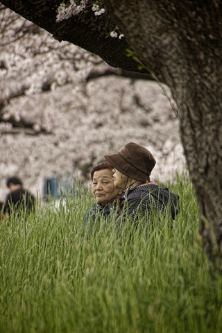 Illustration for article titled Random Walk Around My Place #2: Sakura Edition